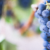 Allied Grape Growers – pull 50k acres